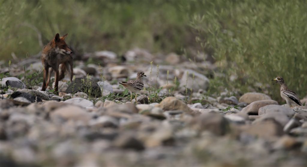 Occhioni e la legge della natura